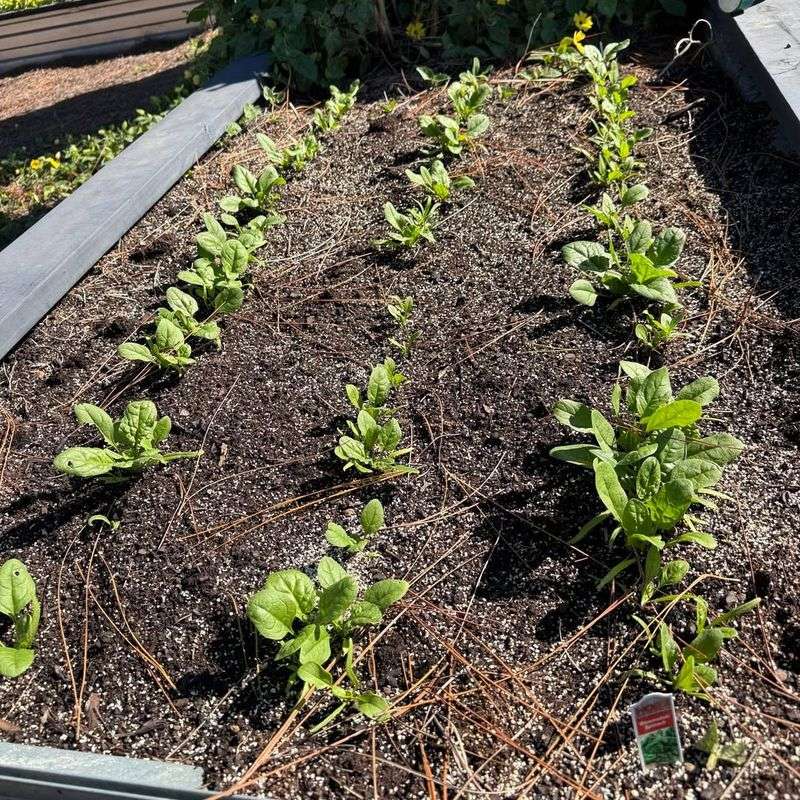Spinach Thrives In Cold Weather