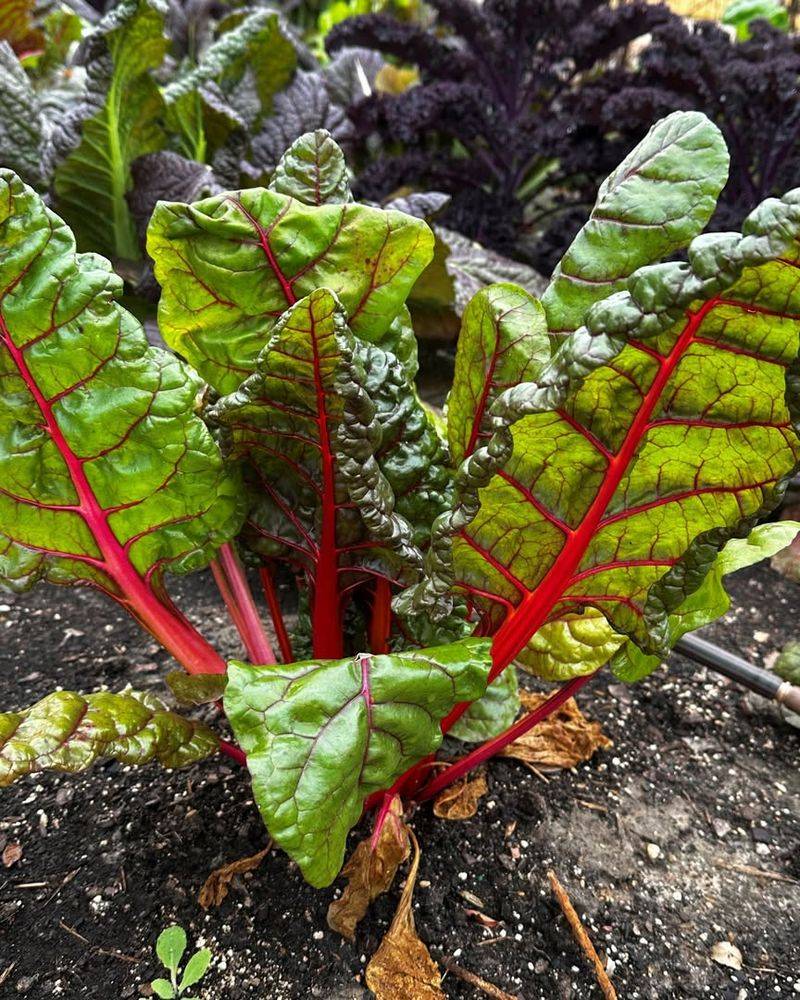 Swiss Chard And Its Colorful Stalks