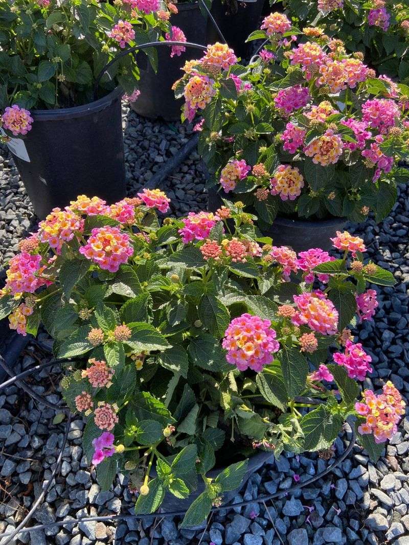 Not Every Lantana Sold In Florida Plays The Same Role