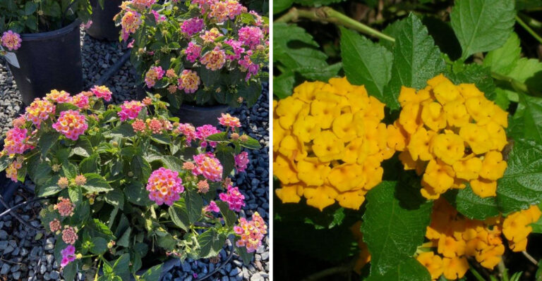 native and invasive florida lantana