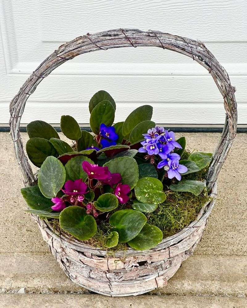 African Violet Produces Charming Blooms On A Sunny Windowsill