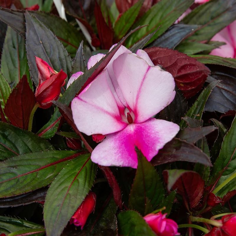 Impatiens (For Shade)