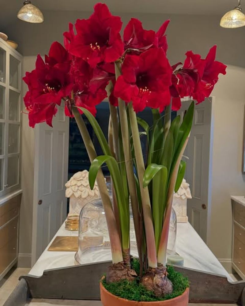 Amaryllis