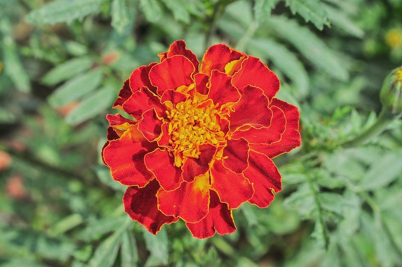 Marigolds Do Better After Frost Risk Passes