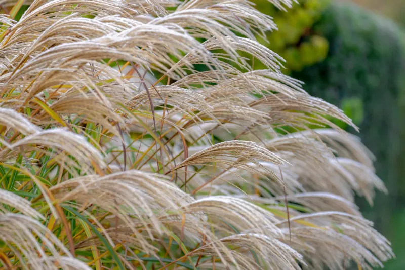 Ornamental Grasses