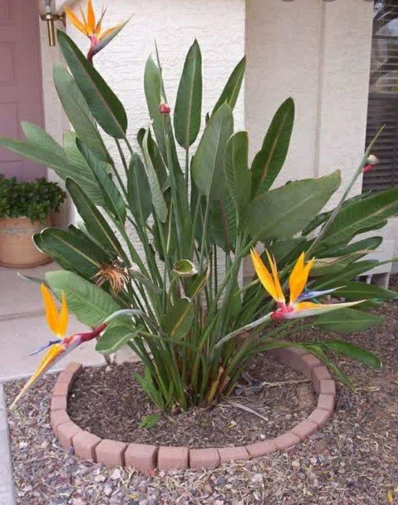 Avoid Cutting Healthy Growth