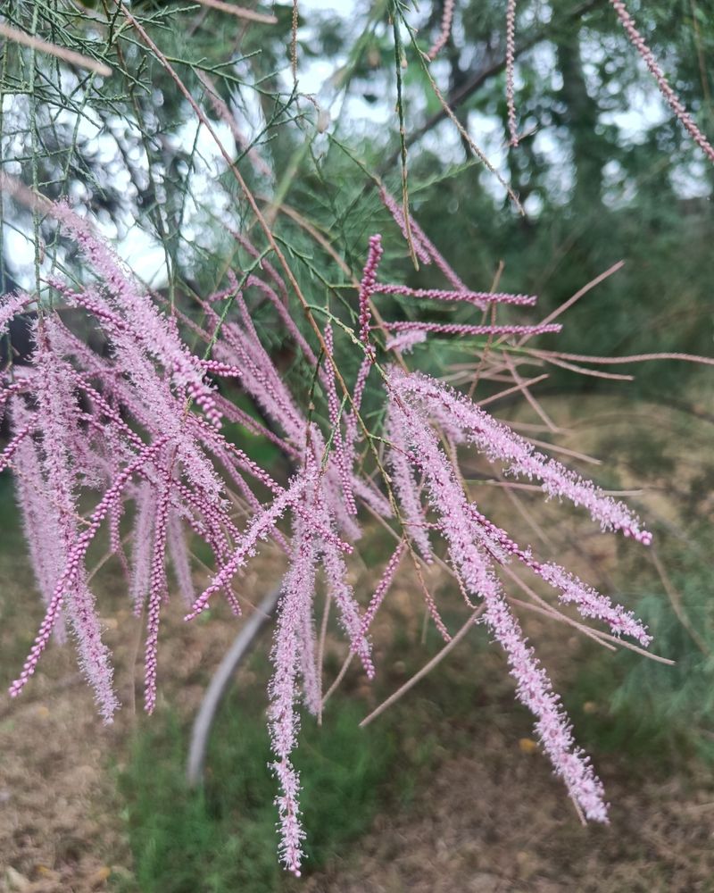 Tamarisk
