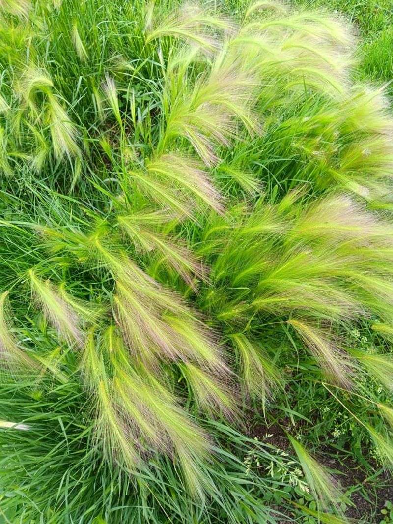 Foxtail