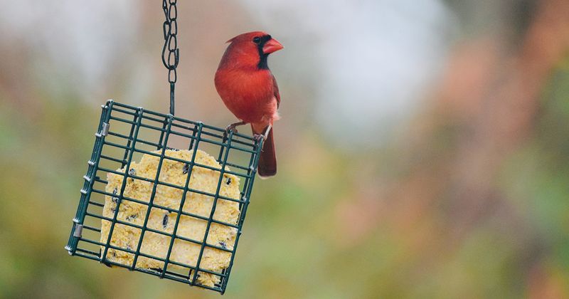 Suet (Especially In Cooler Months)