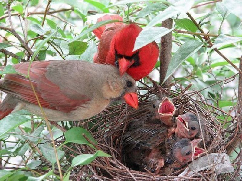 A Cardinal In Summer Can Mean Nesting Nearby