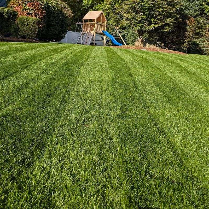 Cool-Season Lawns Staying Lush And Green