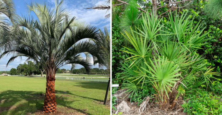 Best Cold-Tolerant Palms For Central Florida That Still Look Tropical