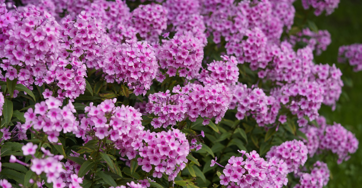 Best Flowers Michigan Gardeners Should Plant In April For Summer Color