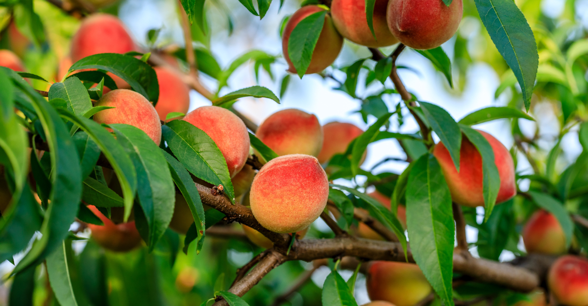peach tree