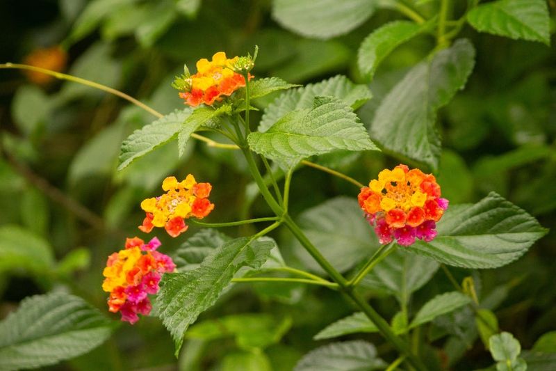 Common Mistakes To Avoid When Growing Lantana