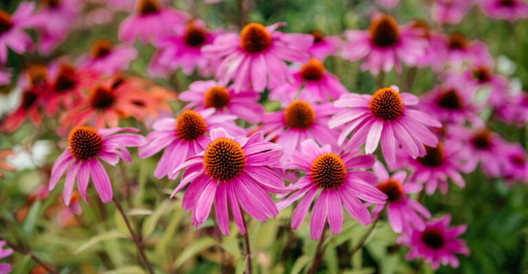 Best Hard-To-Destroy Ohio Flowers For Beginner Gardeners