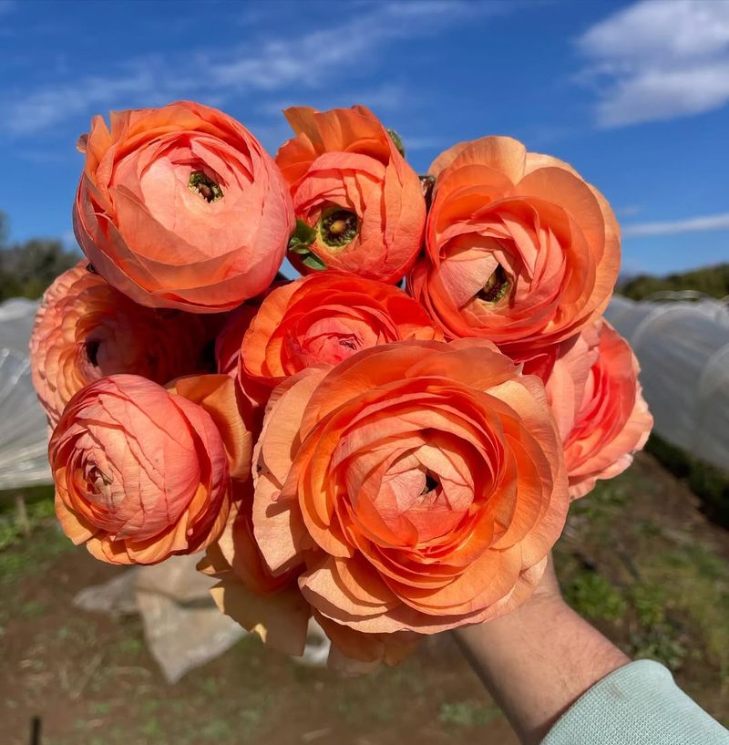 Great Choices For Coastal Gardens