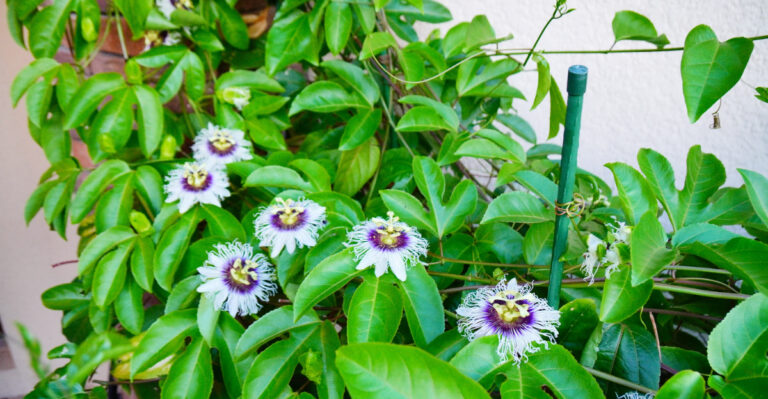 passionflower vine