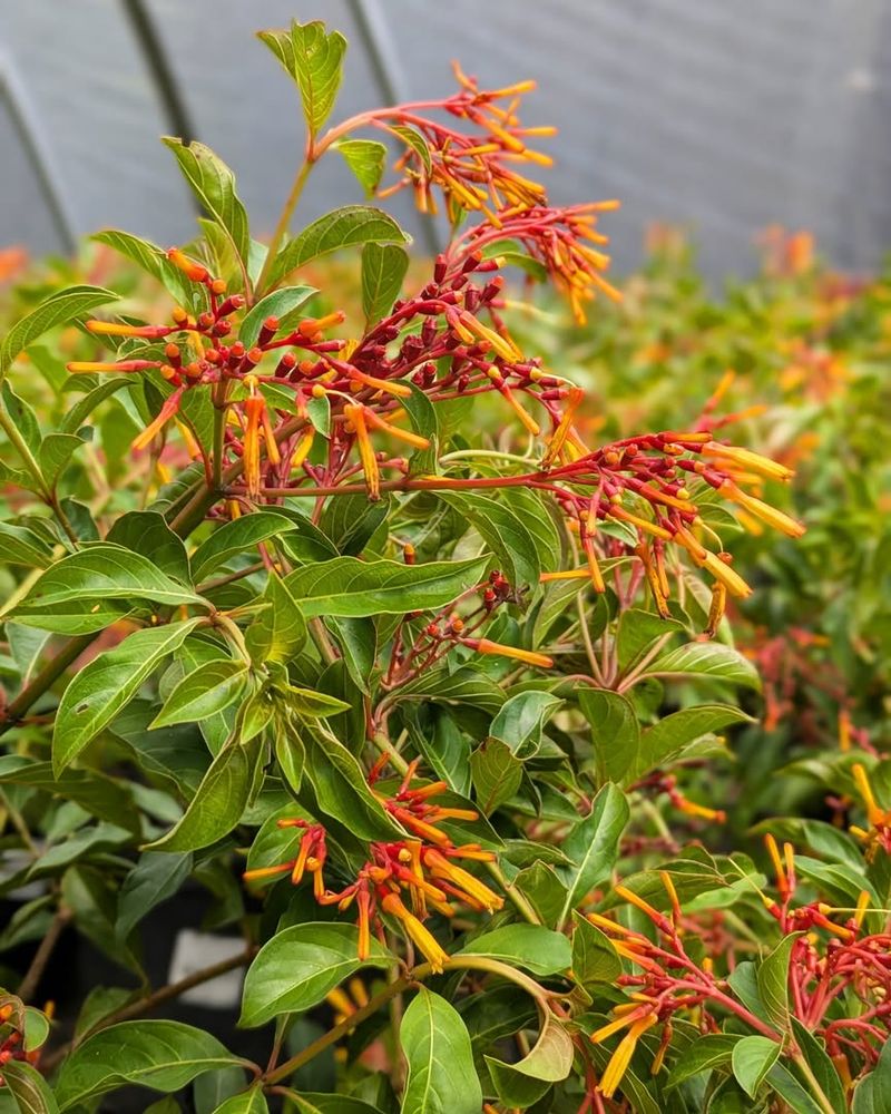 Firebush And Its Vibrant Red Flowers