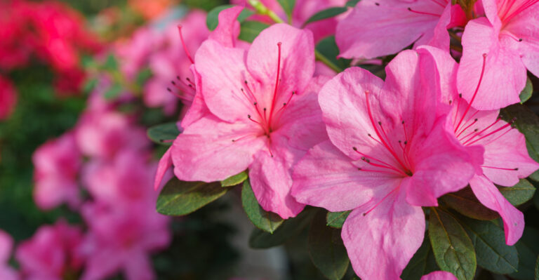 Best Shrubs To Plant In Late March In Central Florida Gardens