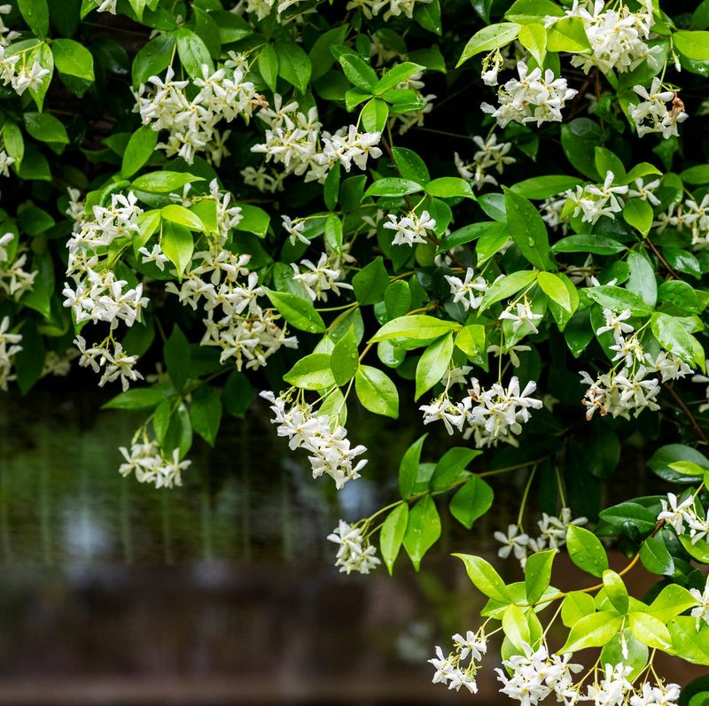 How To Plant And Care For Jasmine Successfully