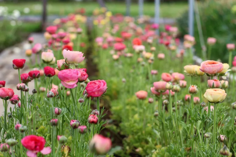 Planting Ranunculus: Soil, Spacing, And Location