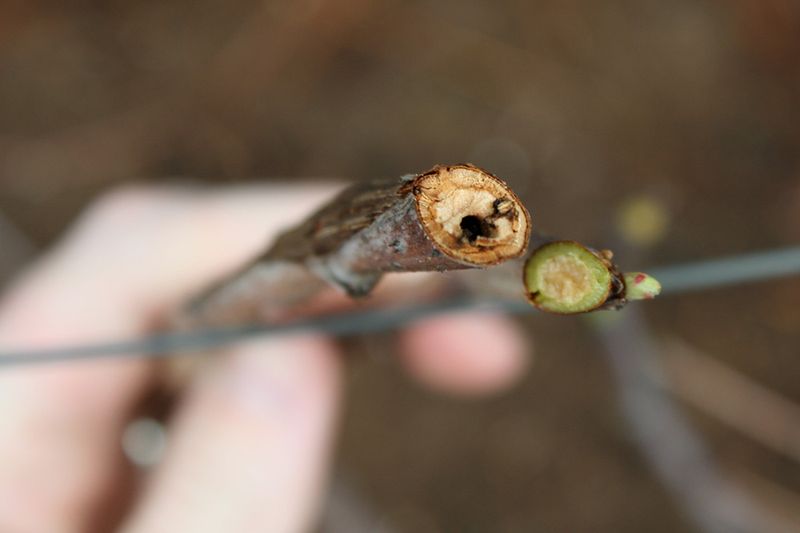 Remove Withered Canes