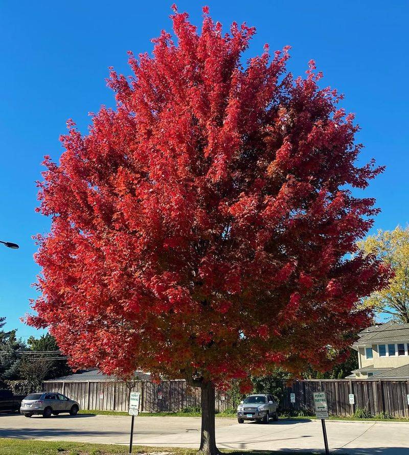 Red Maple Bursting With Early Flowers