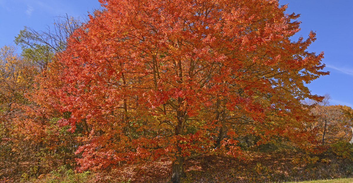 Best Trees To Plant In Michigan This Spring And How To Care For Them