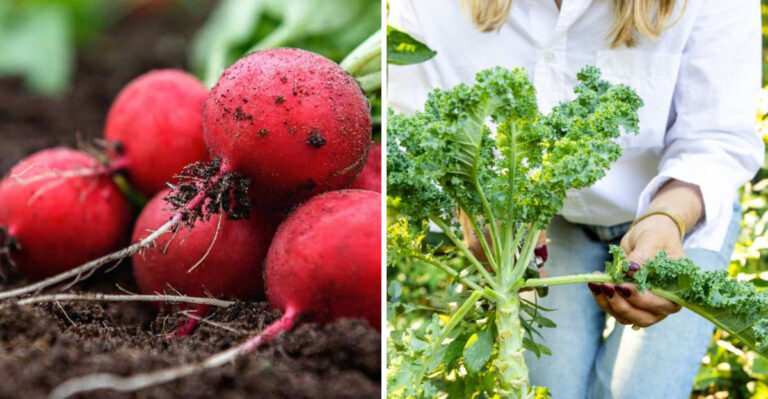 Radishes and kale