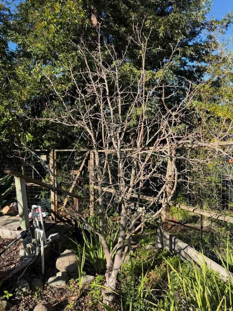 More Sunlight Reaches Inner Branches