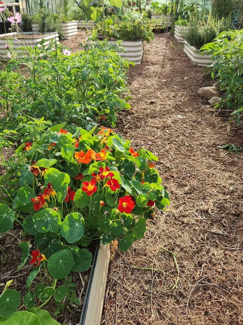 Fewer Weeds Show Up Later In The Season