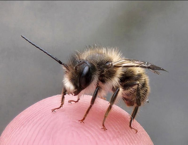 Why Oregon Needs Them