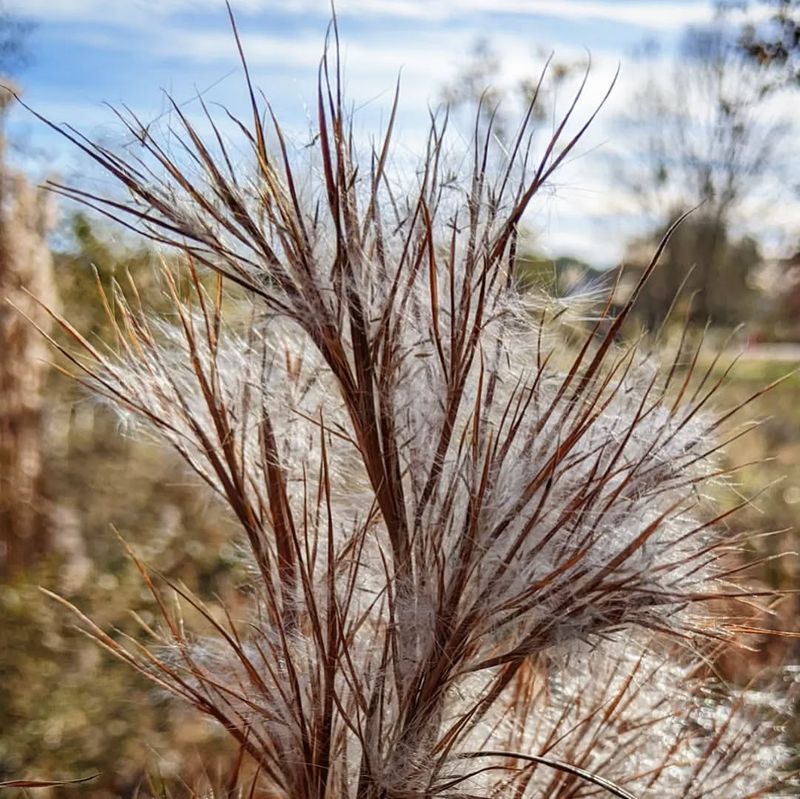 Bushy Bluestem Thrives In Moist Georgia Soil