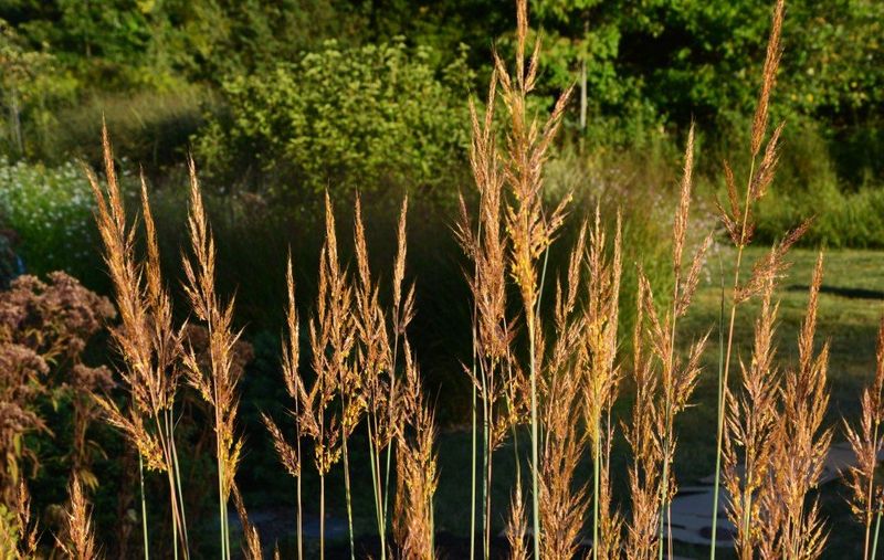 Indian Grass Delivers Golden Plumes In Tough Clay Ground