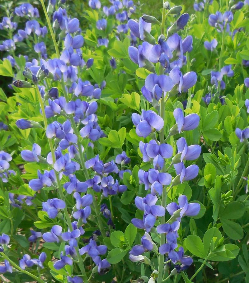 False Indigo Tolerates Clay With Deep Nitrogen-Fixing Roots