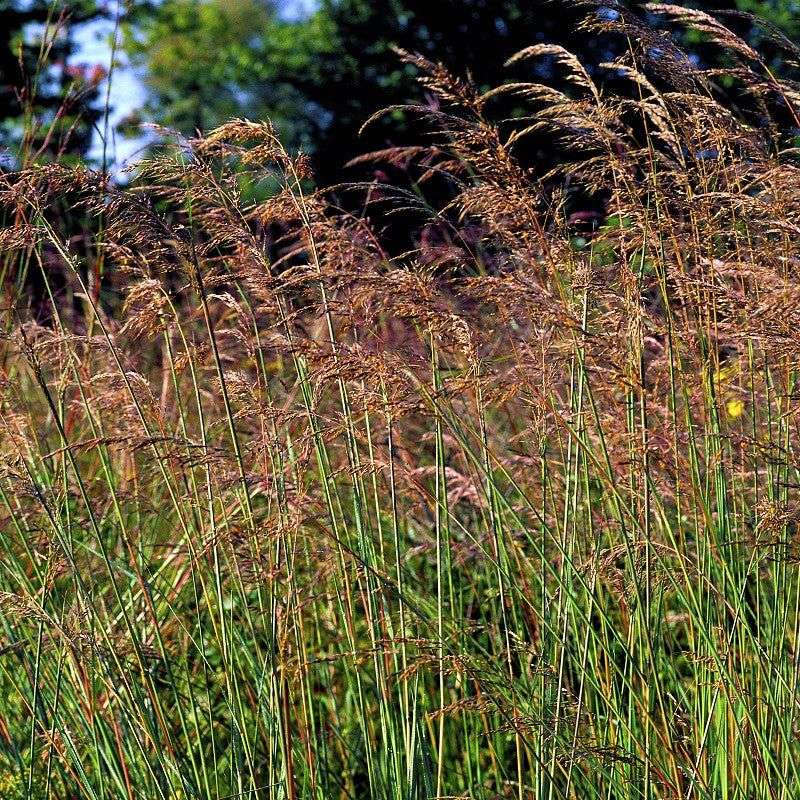 Indian Grass Supports Native Insects And Pollinators