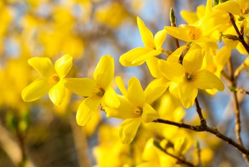 Spring‑Flowering Shrubs Like Forsythia Wait Until After Bloom