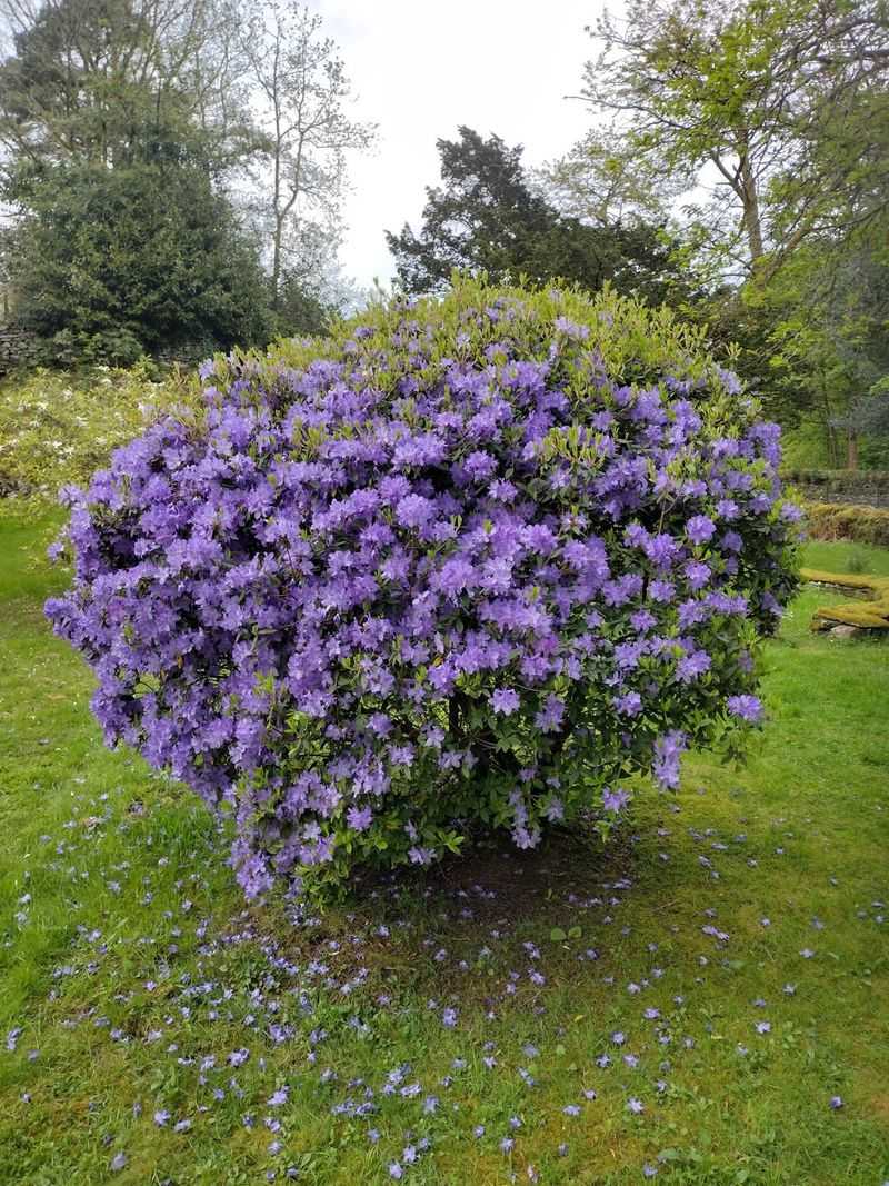 Rhododendrons And Azaleas Bloom Best With Late Spring Trimming