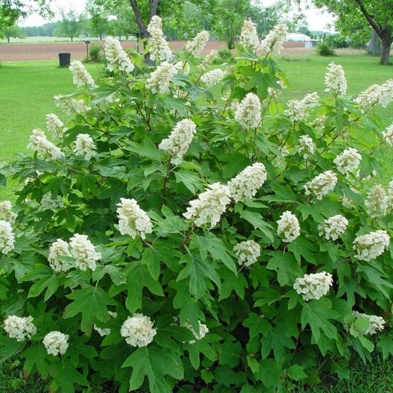 Oakleaf Hydrangea