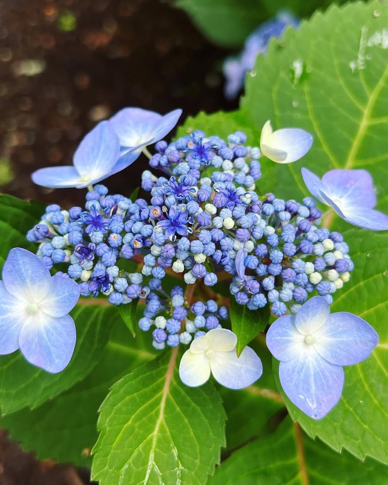 Mophead And Lacecap Hydrangeas (Hydrangea Macrophylla)
