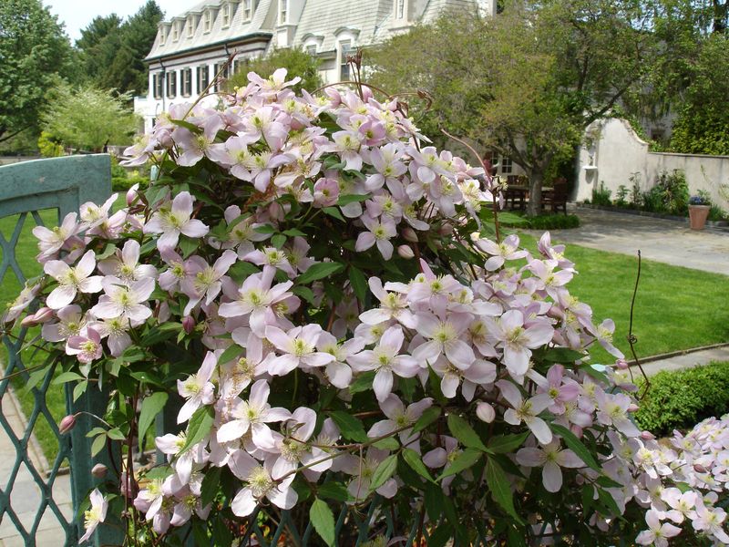 Clematis 'Montana'