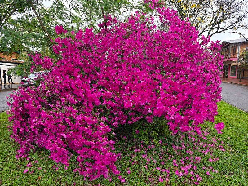 Rhododendrons And Azaleas Thrive When Pruned After Blooming