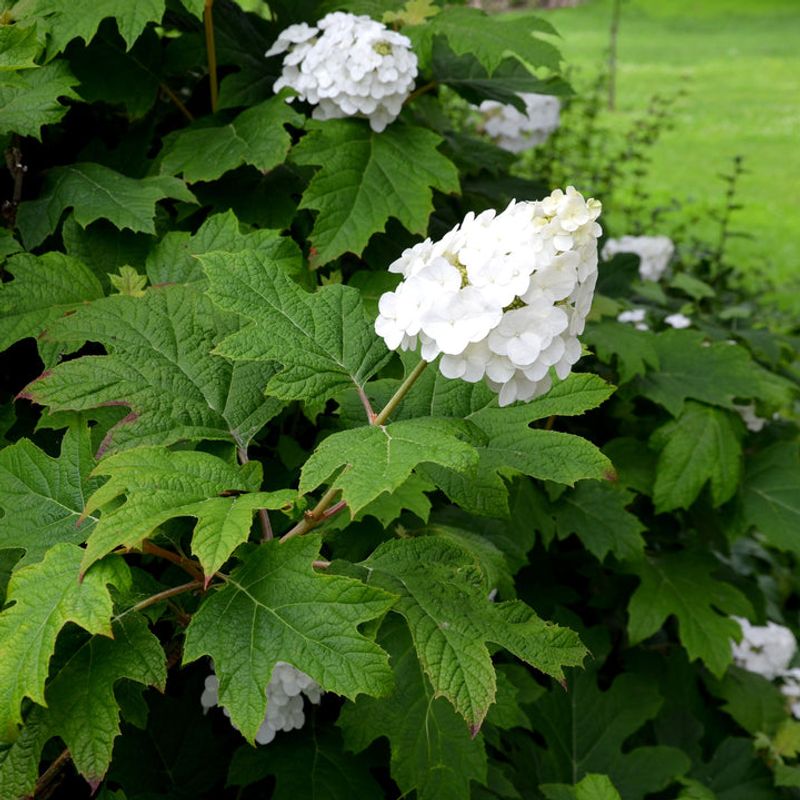Oakleaf Hydrangeas That Already Set Spring Buds