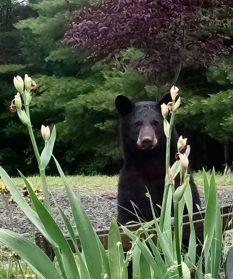 Spring Hunger Sends Bears Searching For Food