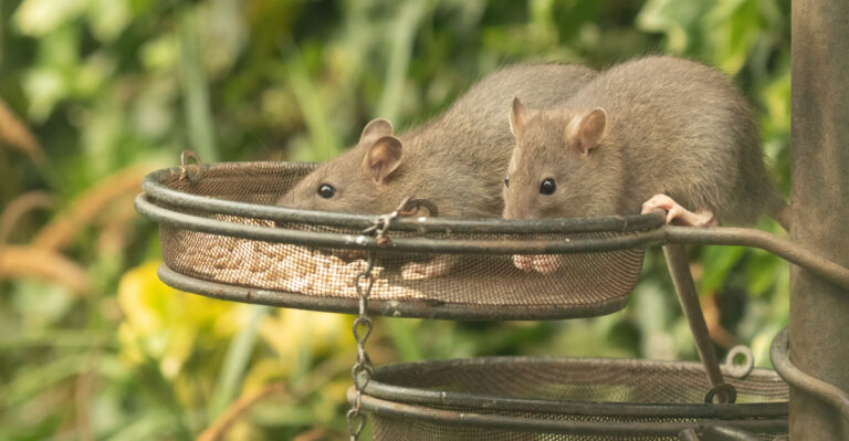 rats in bird feeders