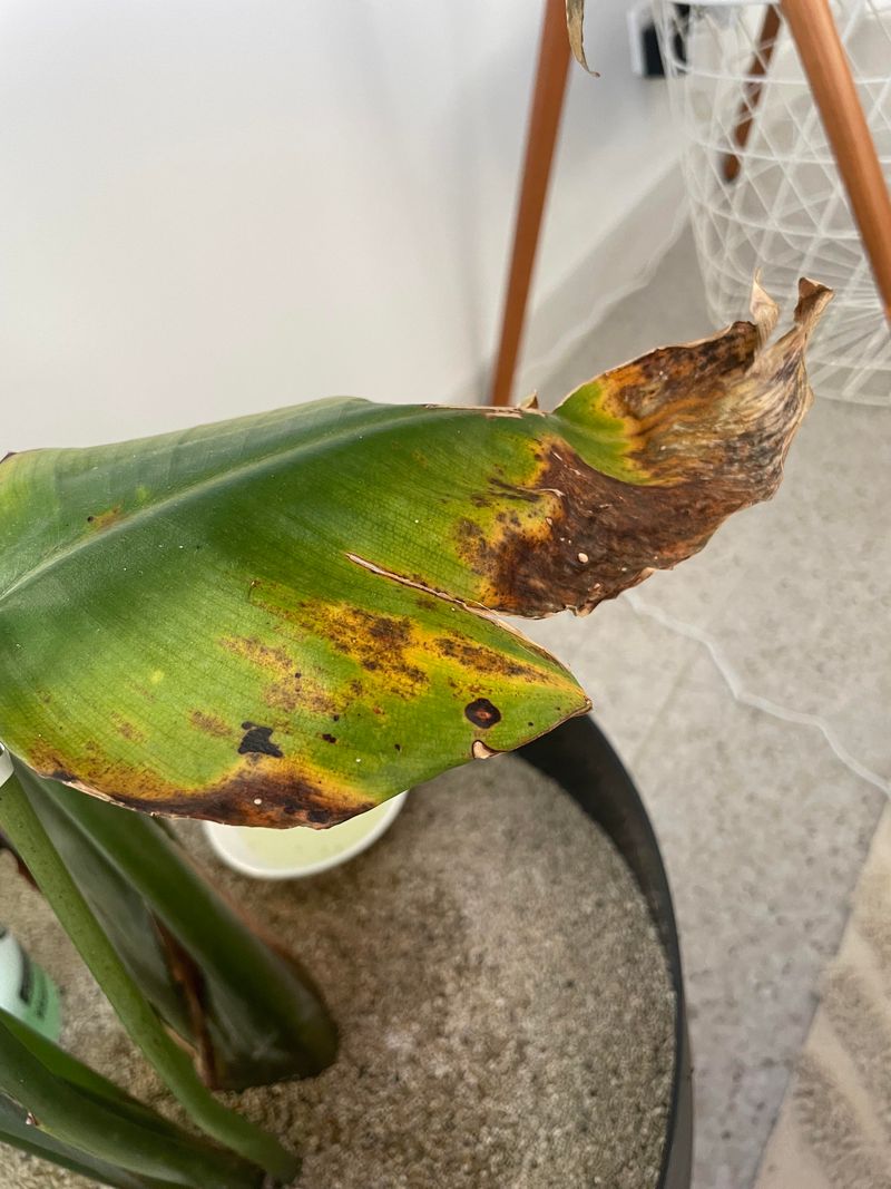 Cold Damaged Leaves Should Be Removed First