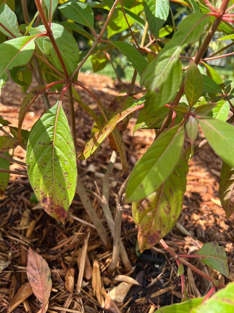 Firebush May Resprout Even After Severe Damage