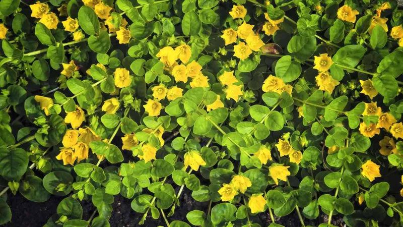 Creeping Jenny Spreads Faster Than Most Gardeners Realize