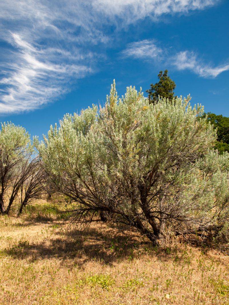 Sagebrush Dominating Dry Hillsides